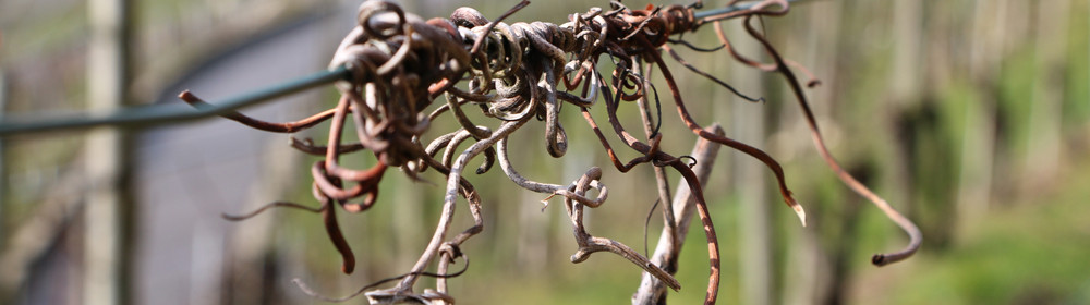 003_footer_weinbau_cordula_morgenegg_posch-c1f15eaf39