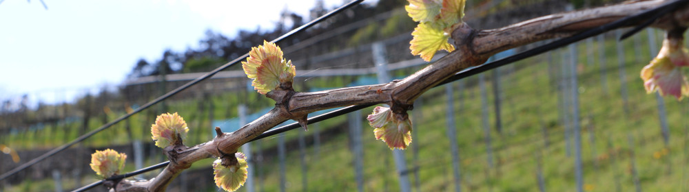 004_footer_weinbau_cordula_morgenegg_posch-c4b0ae4639