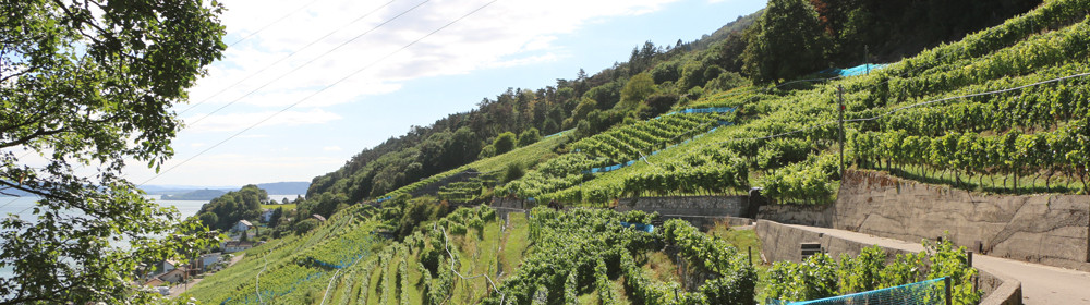 005_footer_weinbau_cordula_morgenegg_posch-f37f4d34fe