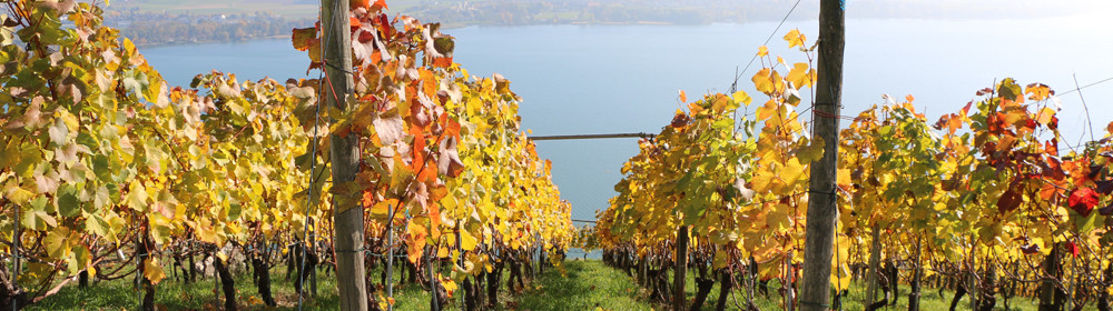 009_footer_weinbau_cordula_morgenegg_posch-d9d3ef67c5