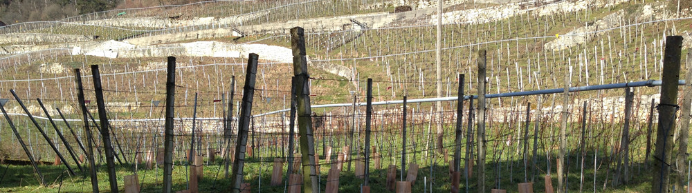 011_footer_weinbau_cordula_morgenegg_posch-cde21e5845