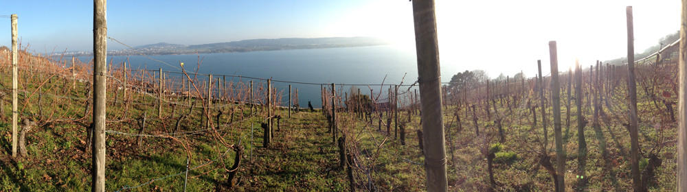 013_footer_weinbau_cordula_morgenegg_posch-224ba54a3e