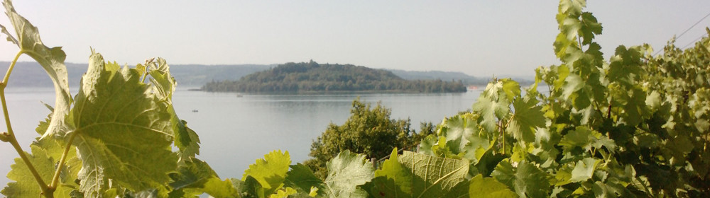 016_footer_weinbau_cordula_morgenegg_posch-dbfbebb50d