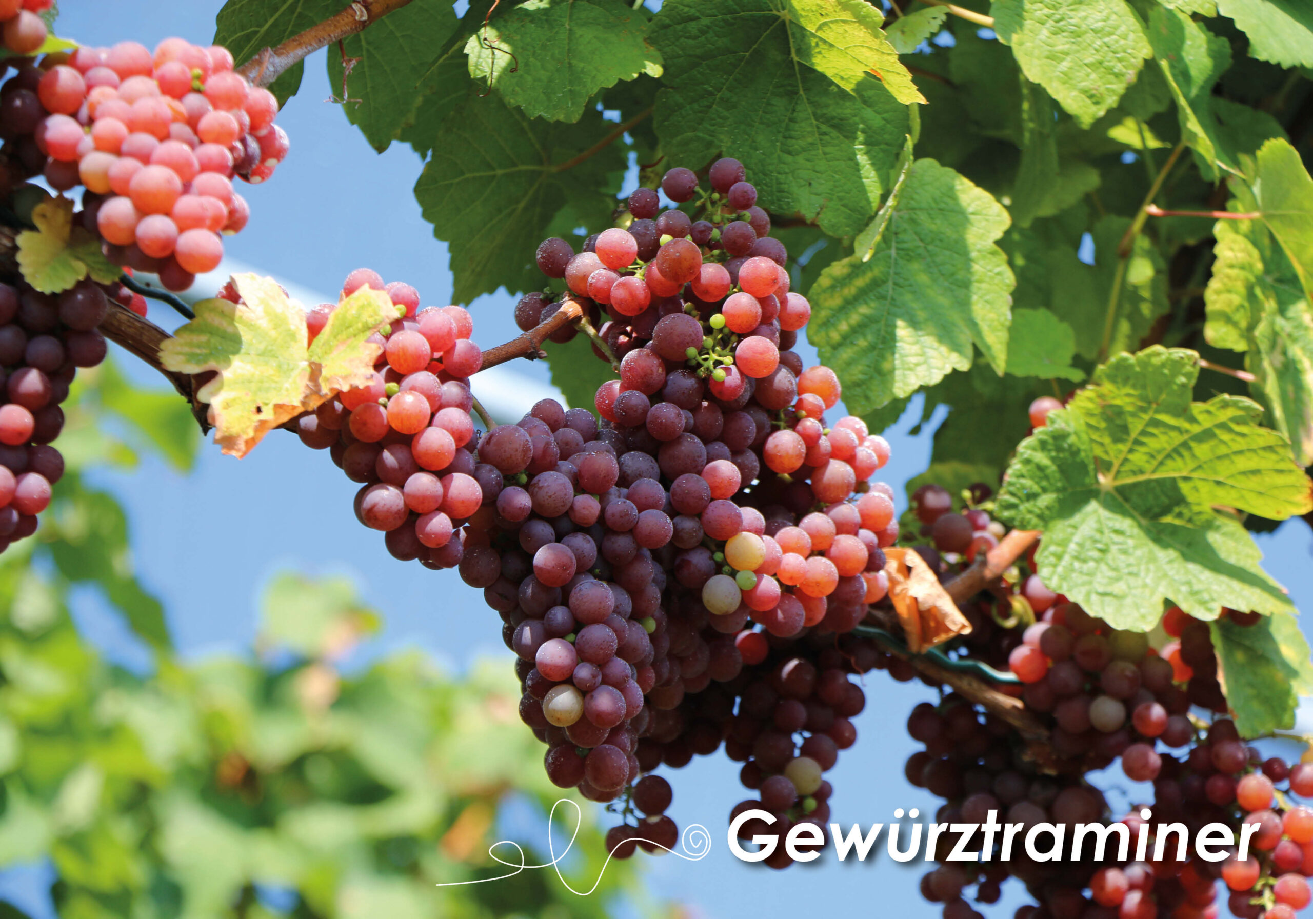 Bilder Trauben 2025_005